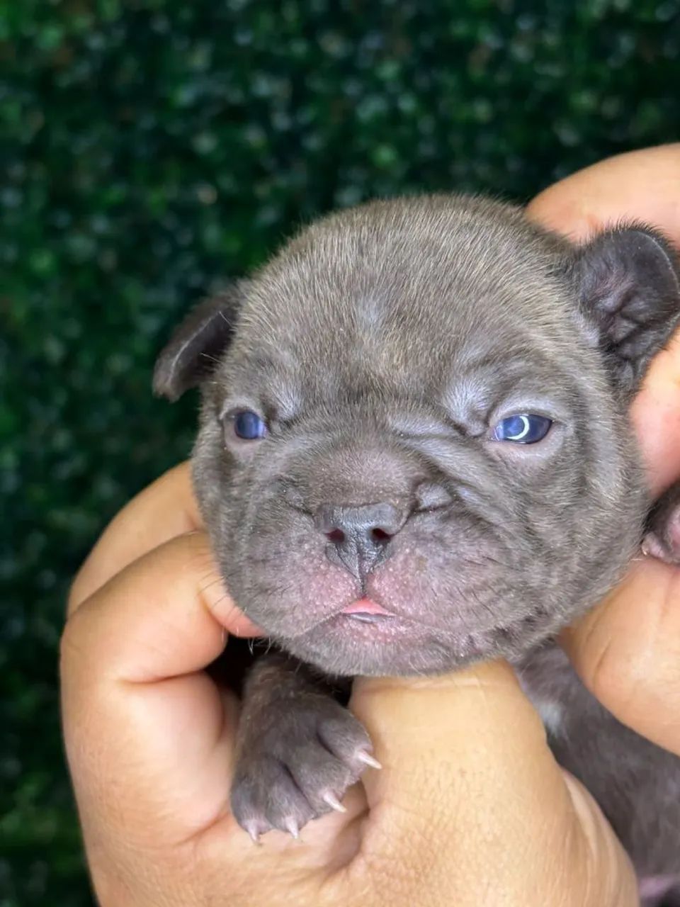 Lindos bbs de bulldog francês - Foto 3