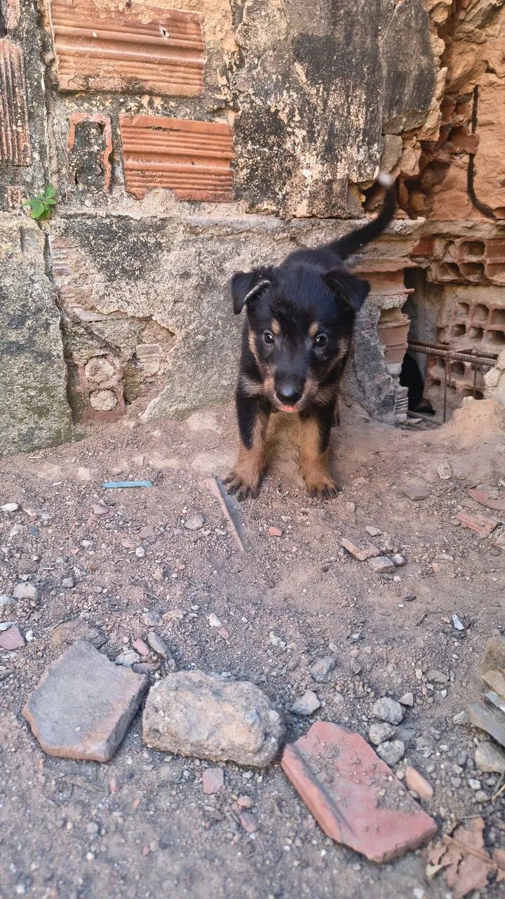 Cachorro 