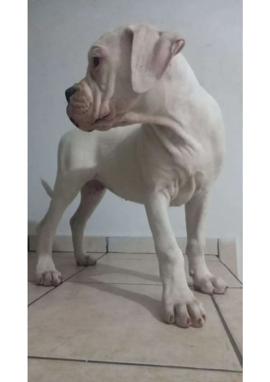 Filhotes de Boxer à Venda - Foto 5