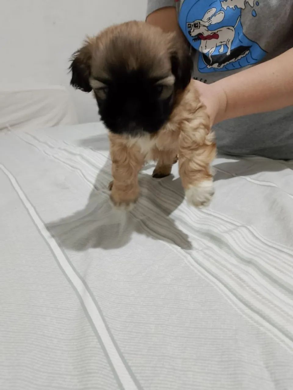 Cachorro  - Foto 3