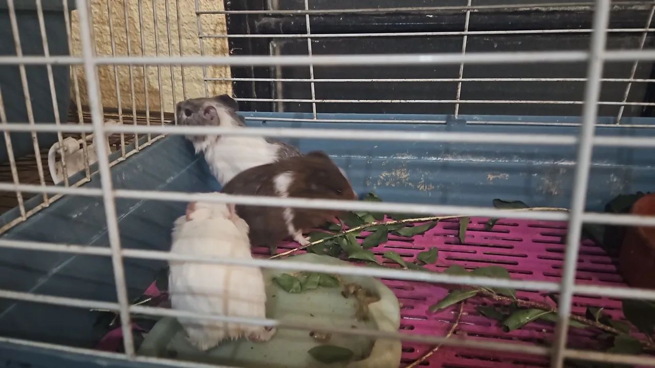 Machinho de porquinho da Índia... - Foto 3
