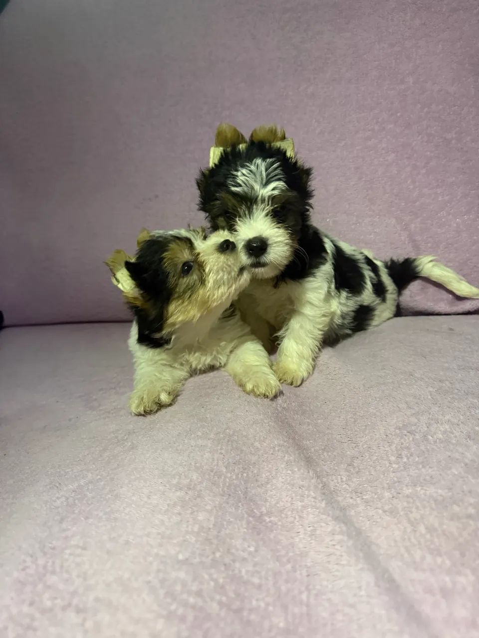 Macho/FEMEA Biewer Terrier YORKSHIRE 