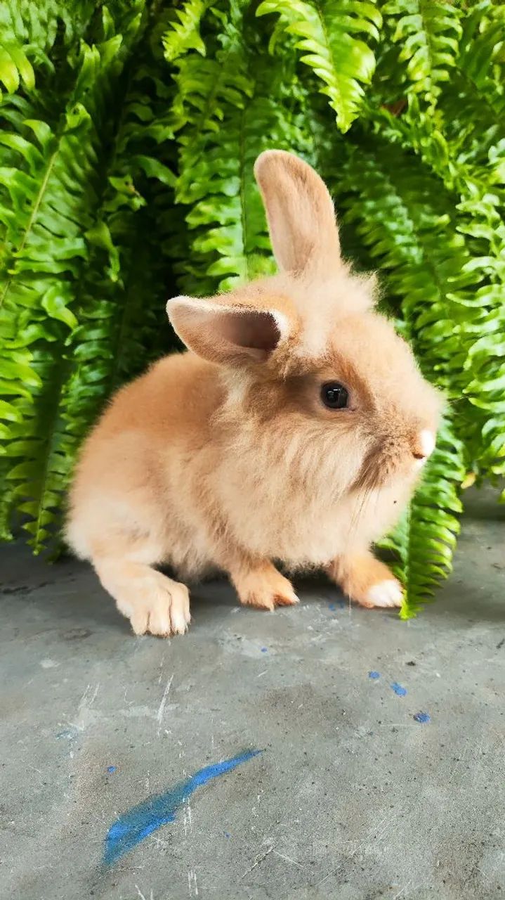 Coelhos Lion Head mansos  - Foto 3