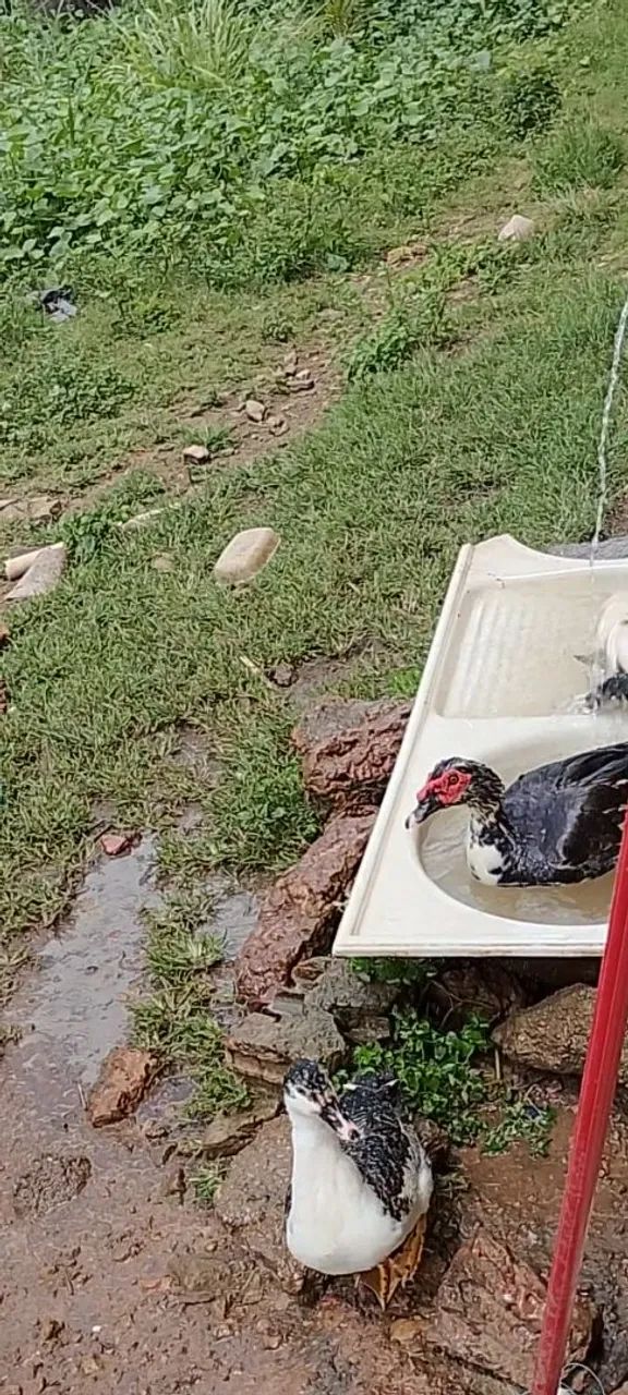 Patos e galinhas - Foto 5