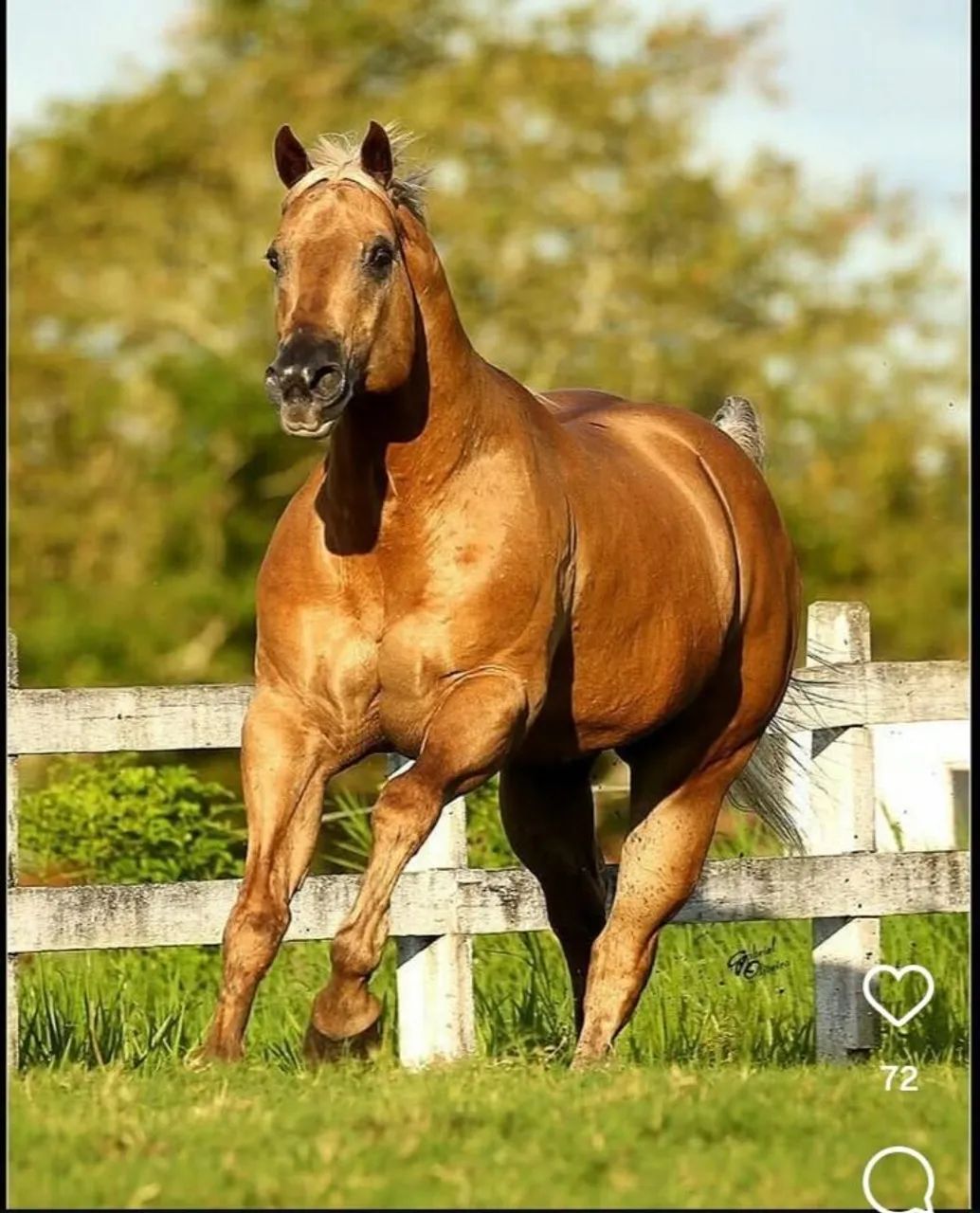Cavalo QM PO  - Foto 5