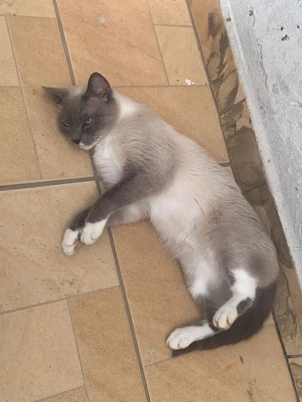Gato para doação 485442170934405121