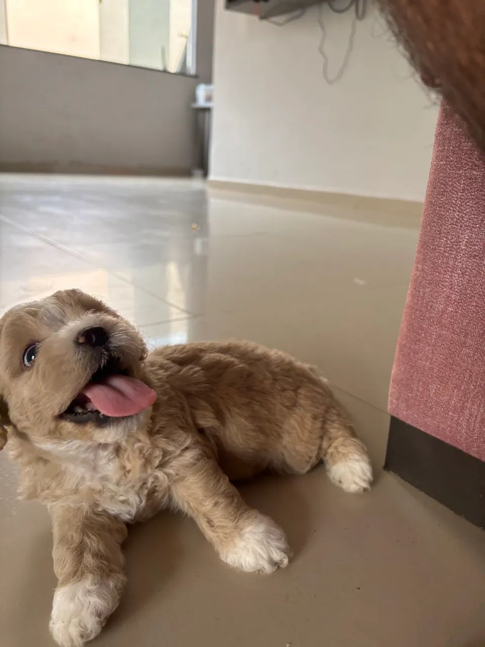 Shih tzu - Foto 3