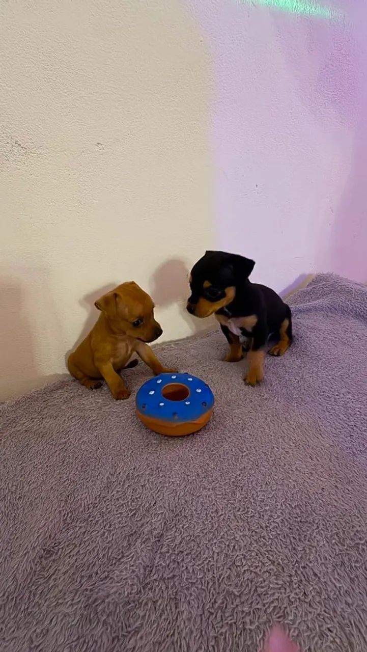 Pinscher Filhote - Foto 2