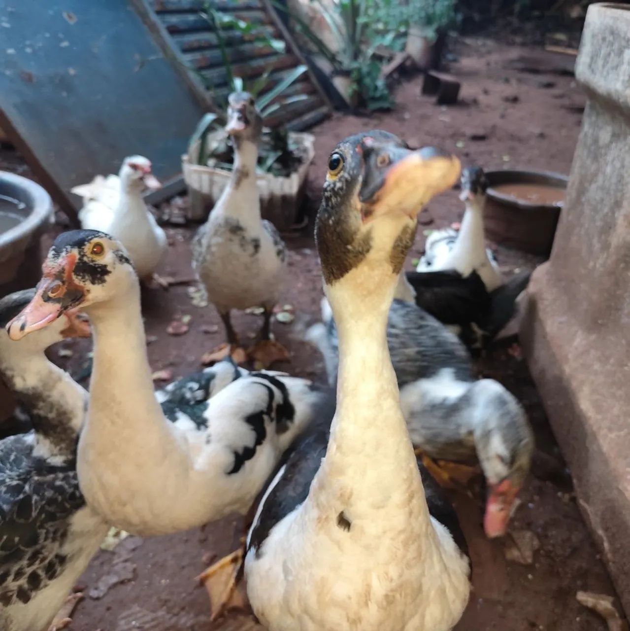 Vende-se patos