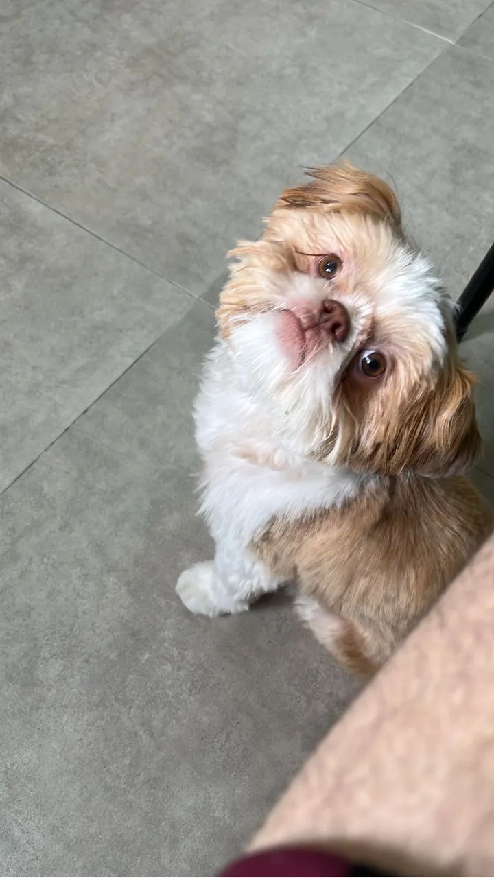 Doa-se cachorro shitzu 