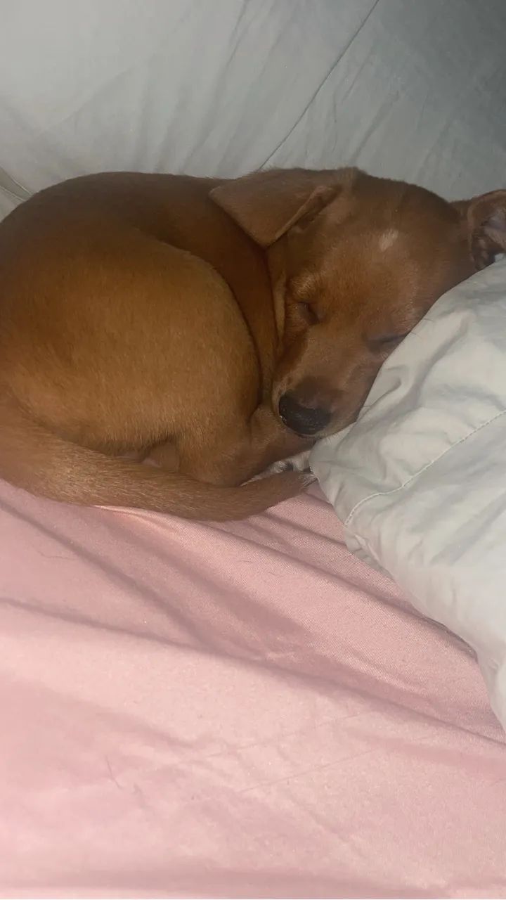 salsichas cachorro