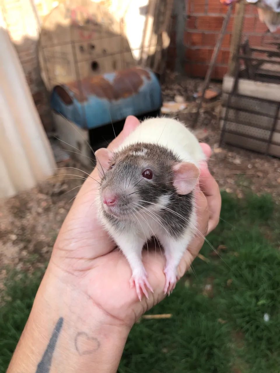 Ratos Twister Machos  - Foto 3