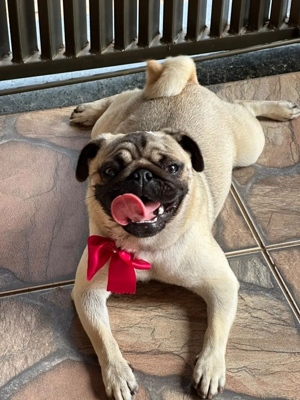 Vendo cachorro  PUG  - Foto 3