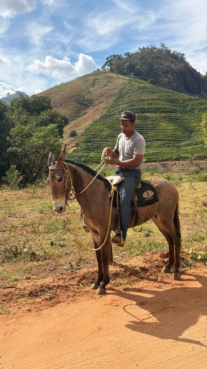 Mula nova - Foto 2
