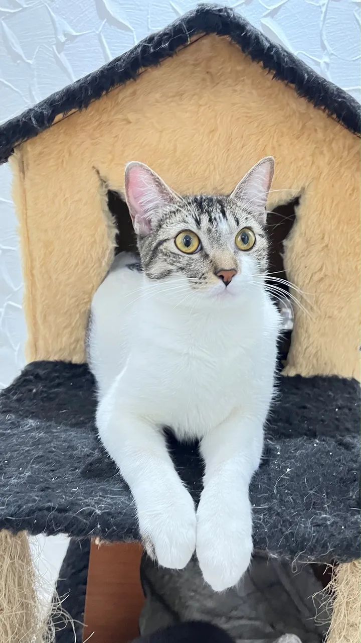Gata Castrada - Foto 2