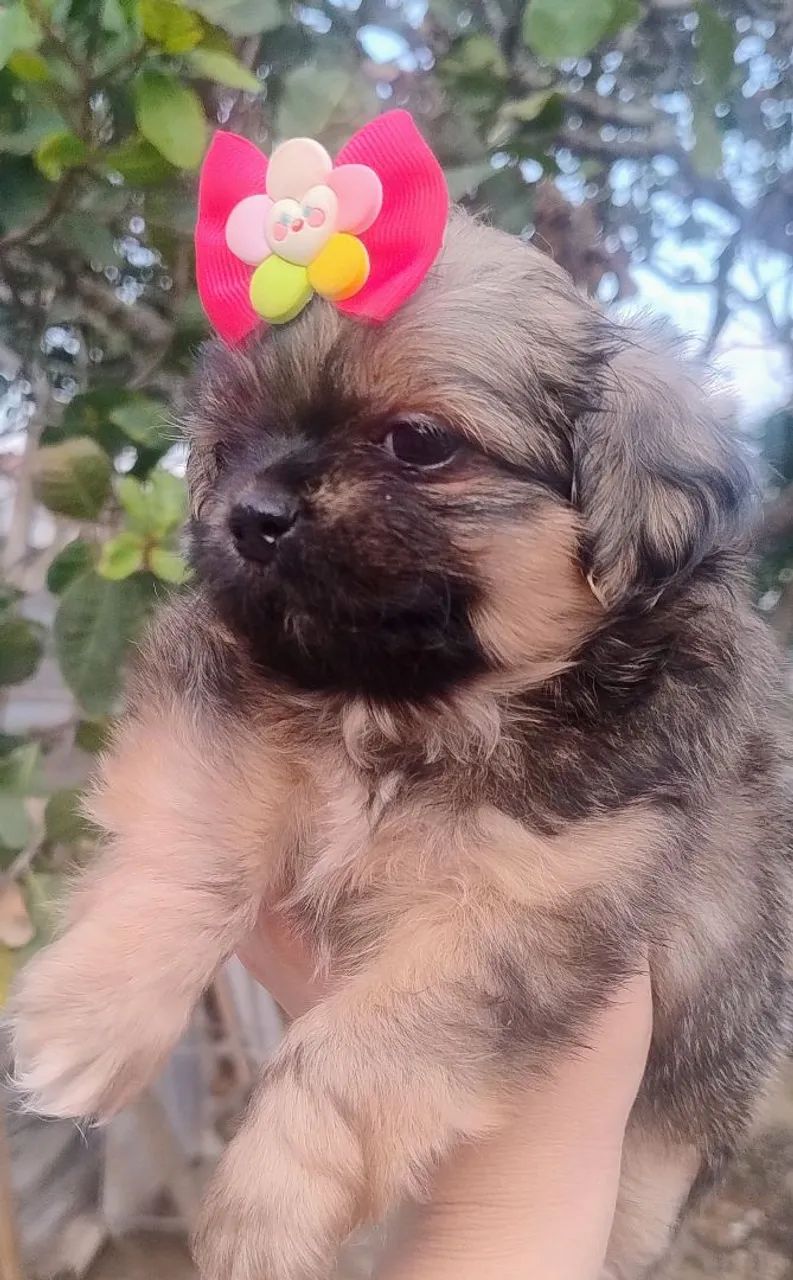 SHITZU FEMEA DOURADA - Foto 2