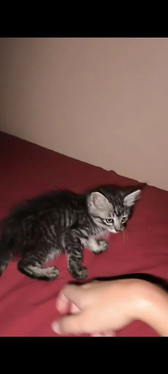 Doação de gatinho Planaltina DF - Foto 3