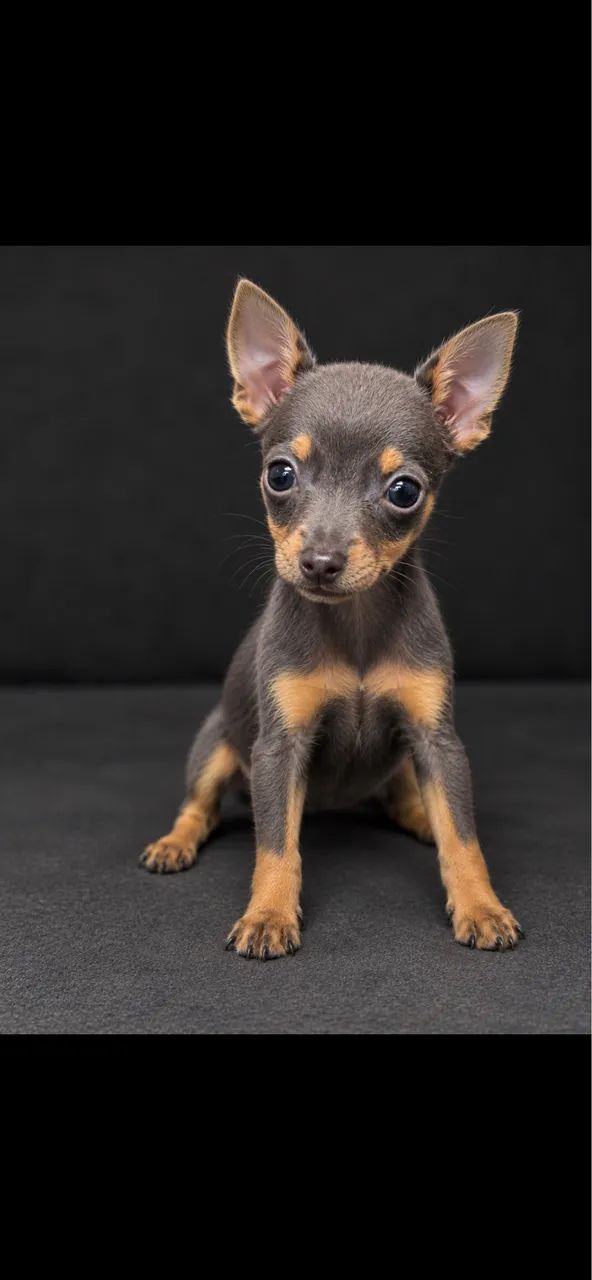 Pinscher 0 - Foto 3
