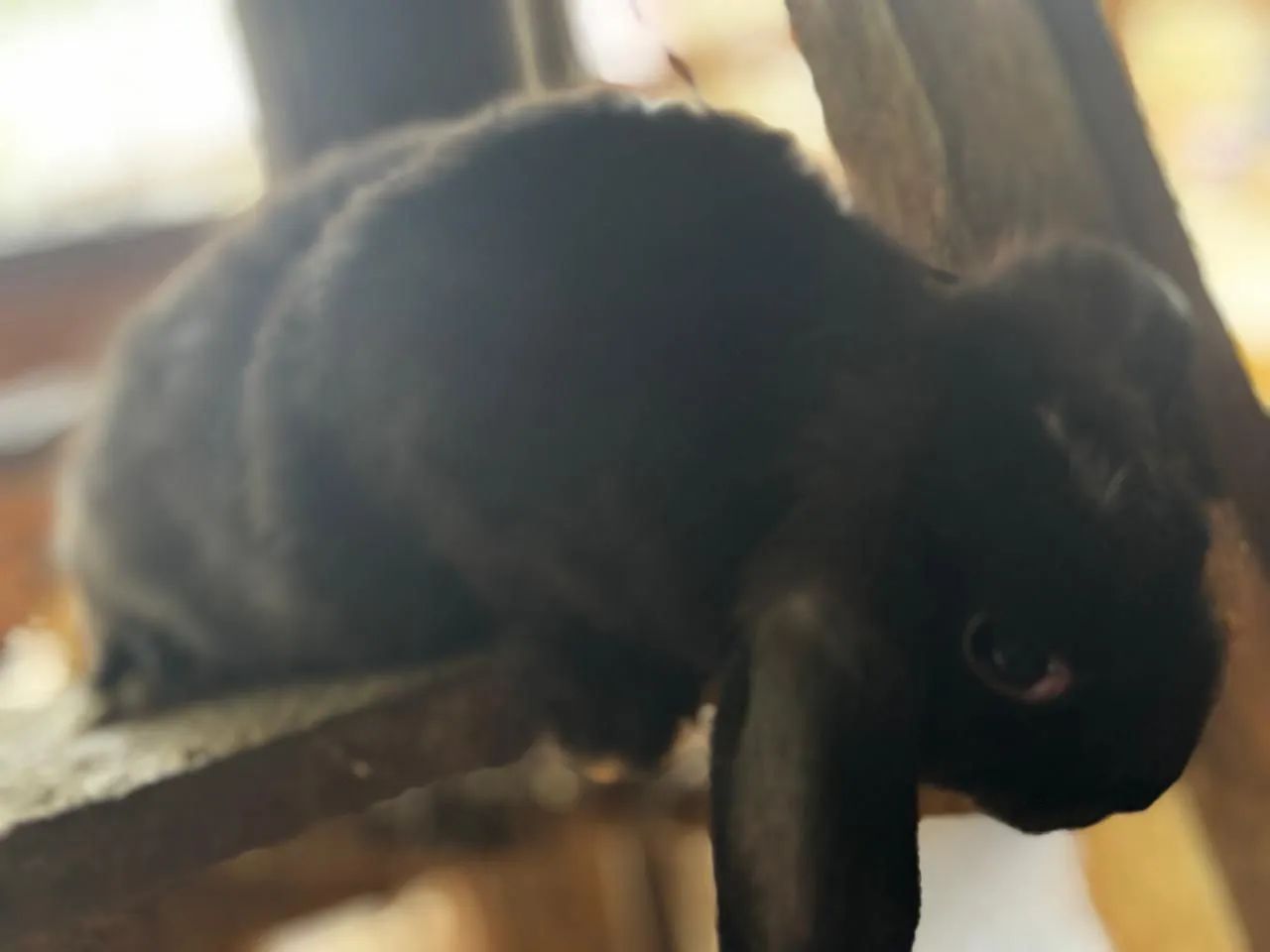 Coelhos loop uruguaio - Foto 3