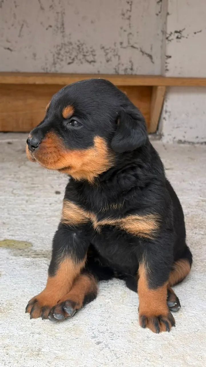 ROTTWEILER MACHO E FEMEA - Foto 3
