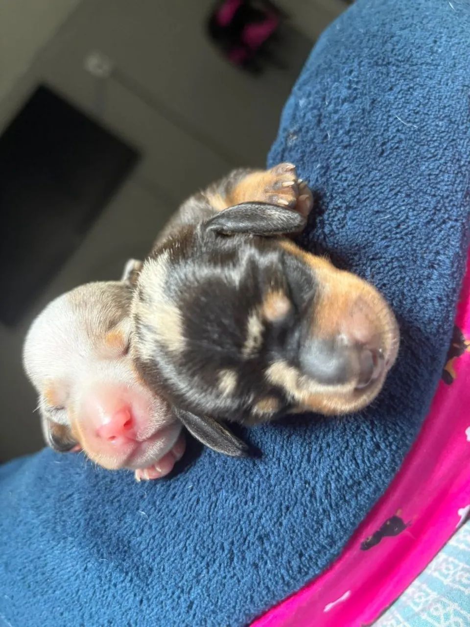 Basset arlequim macho