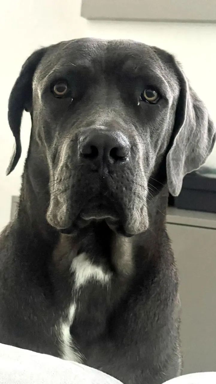 Cane Corso - Filhotes - Foto 2