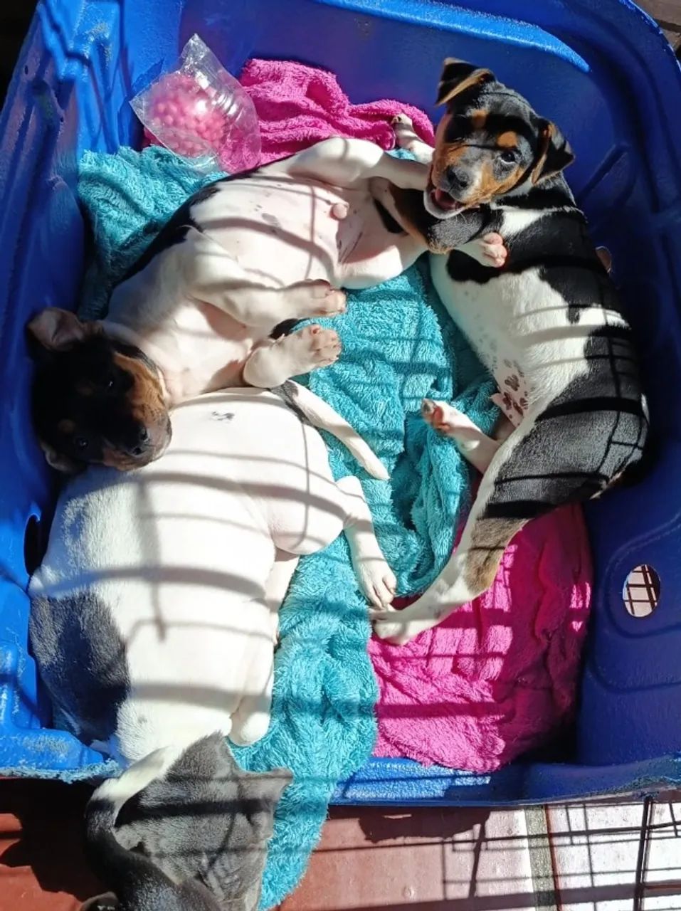 Terrier Brasileiro/Fox? - Foto 2