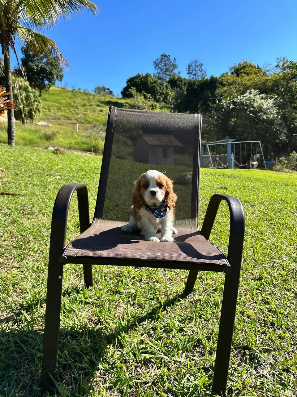 Cavalier king  - Foto 4