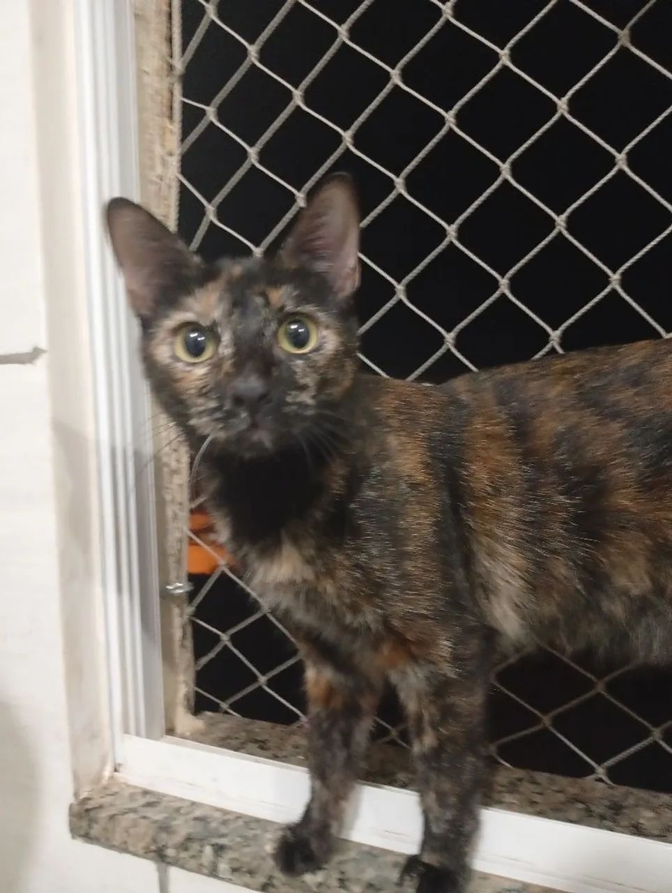 Doação Escaminha castrada