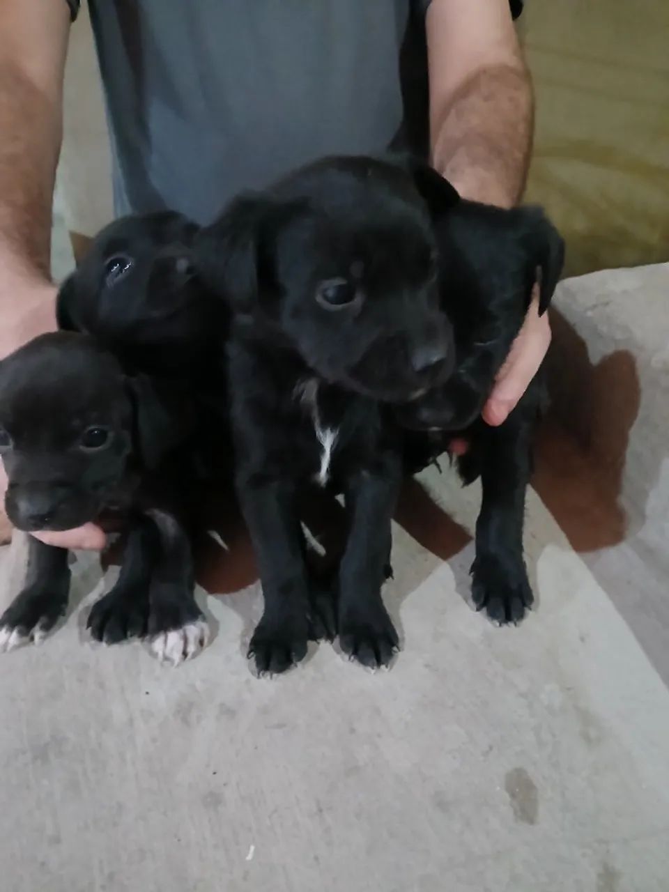 Cachorro filhote - Foto 3