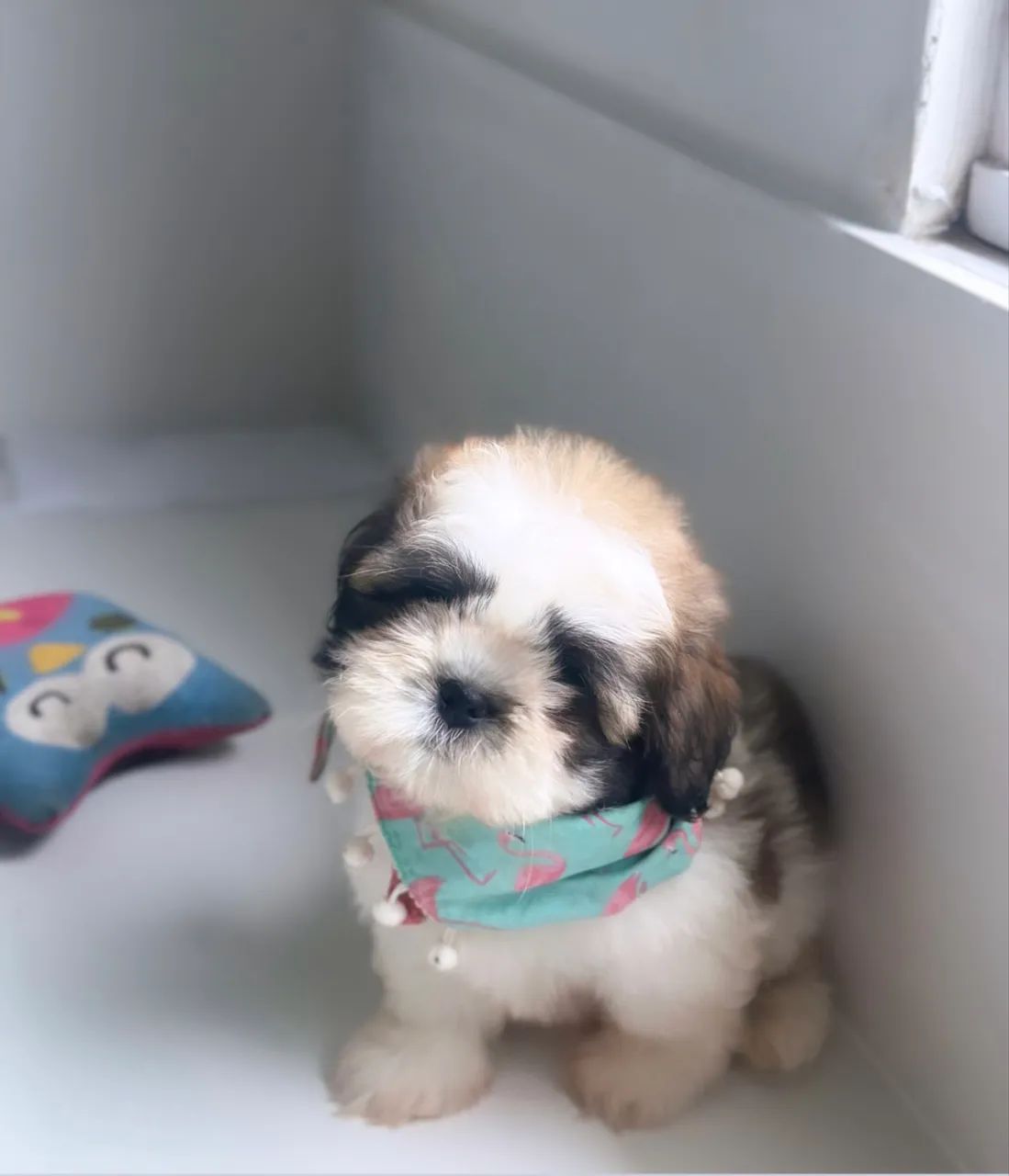 Shihtzu - Foto 2