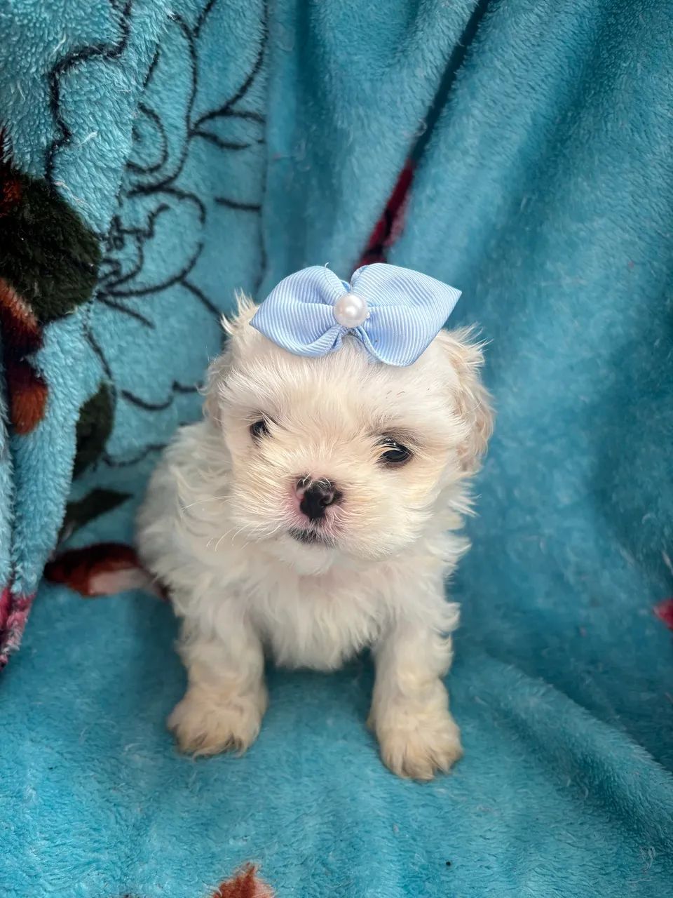 Shihtzu macho 