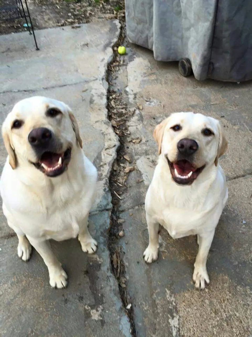 Labrador  - Foto 3
