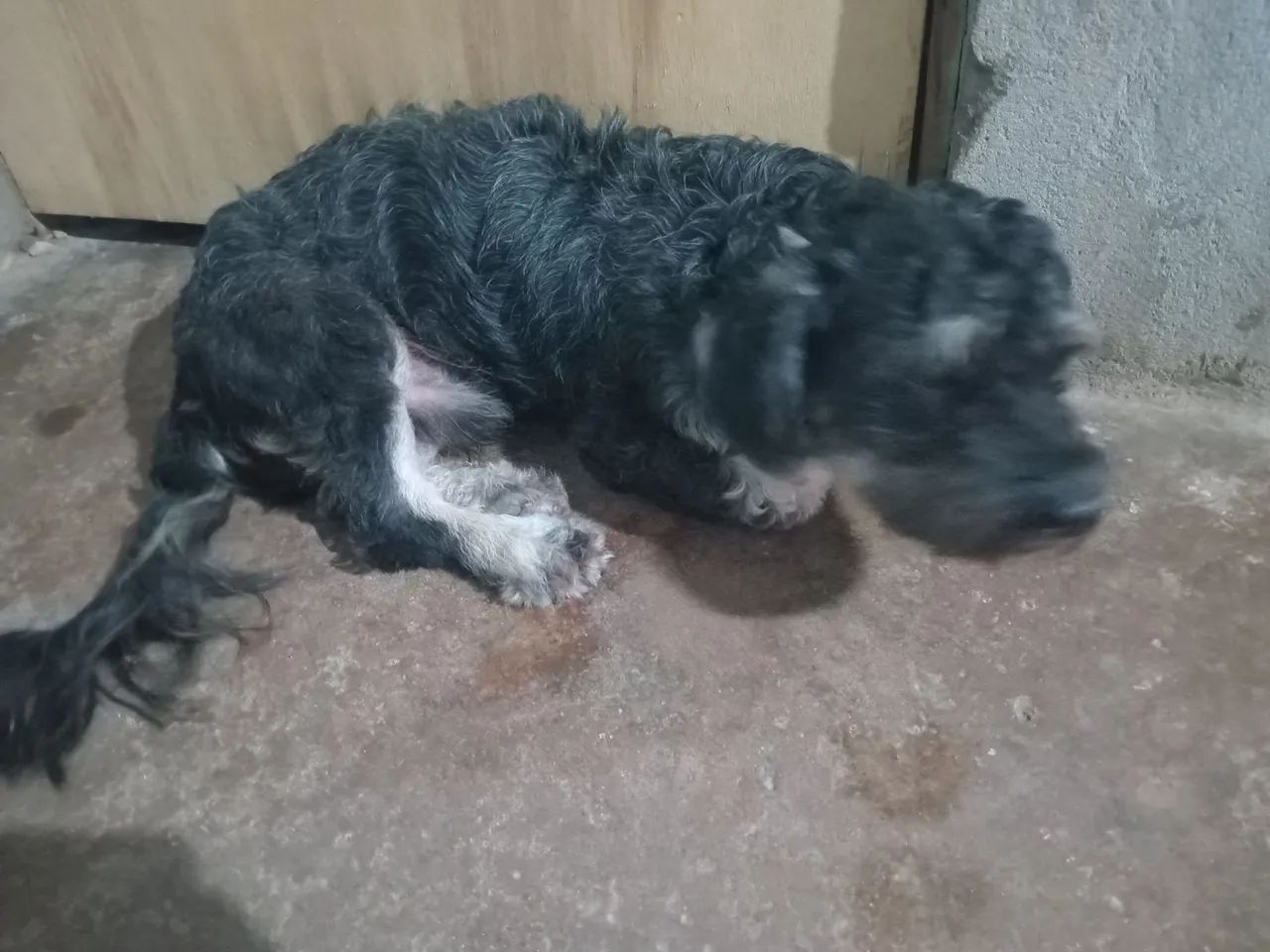 Doação de cachorro  - Foto 3