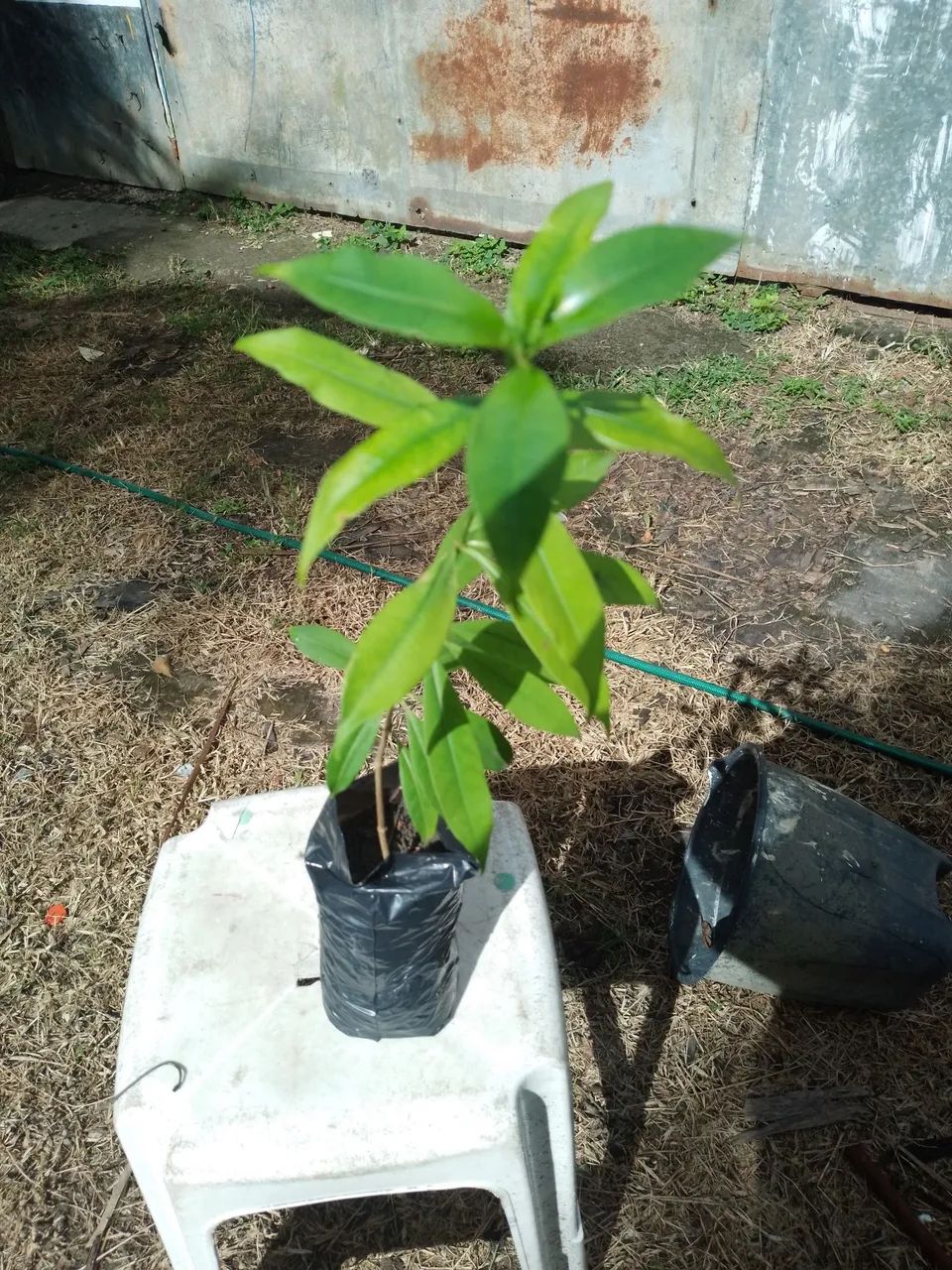 Alamanda flor amarelo  - Foto 2