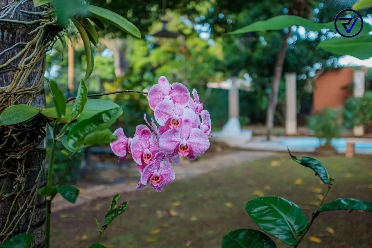 Onde o Verde é Protagonista | Casa Exclusiva - Foto 2