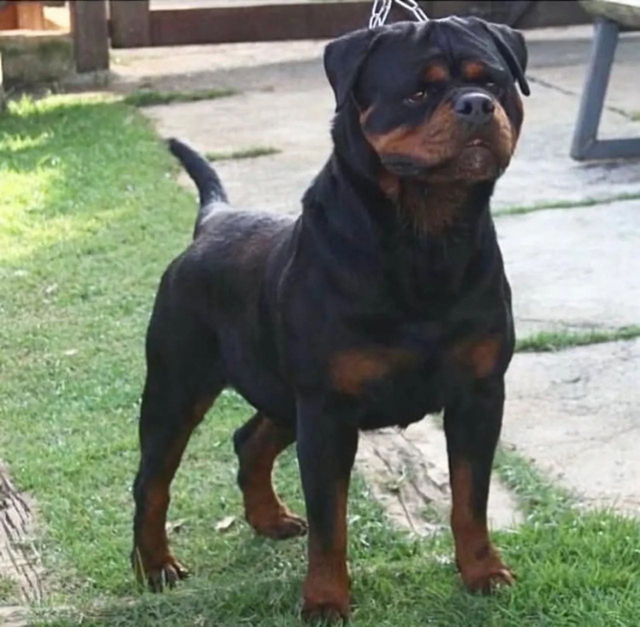 Filhotes de Rottweiler  - Foto 3
