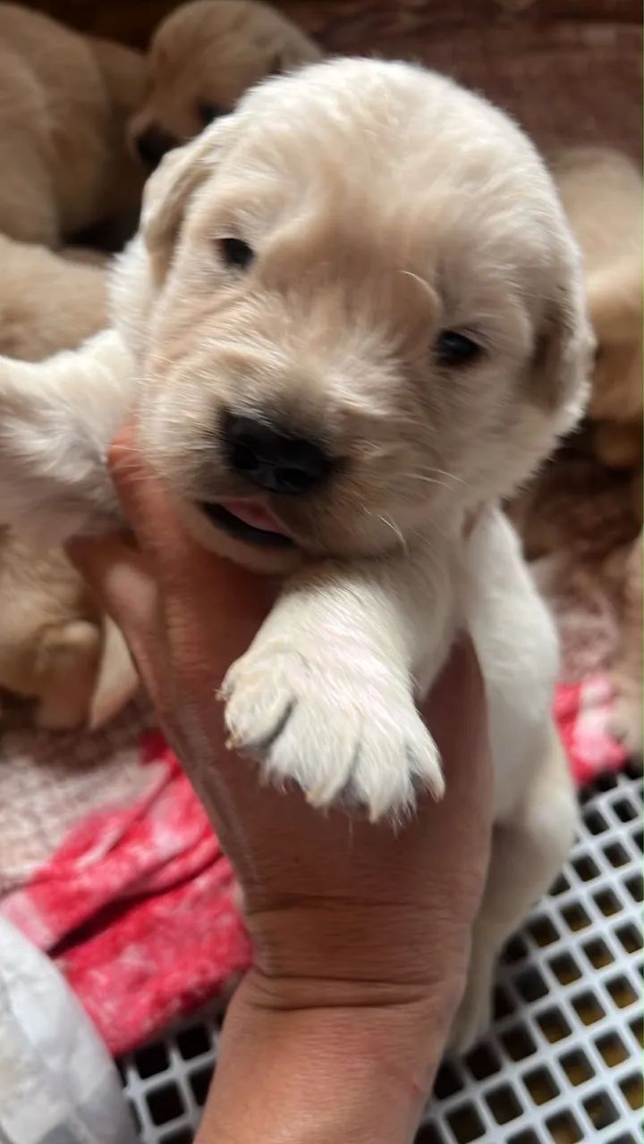 Golden Retriever - Foto 4