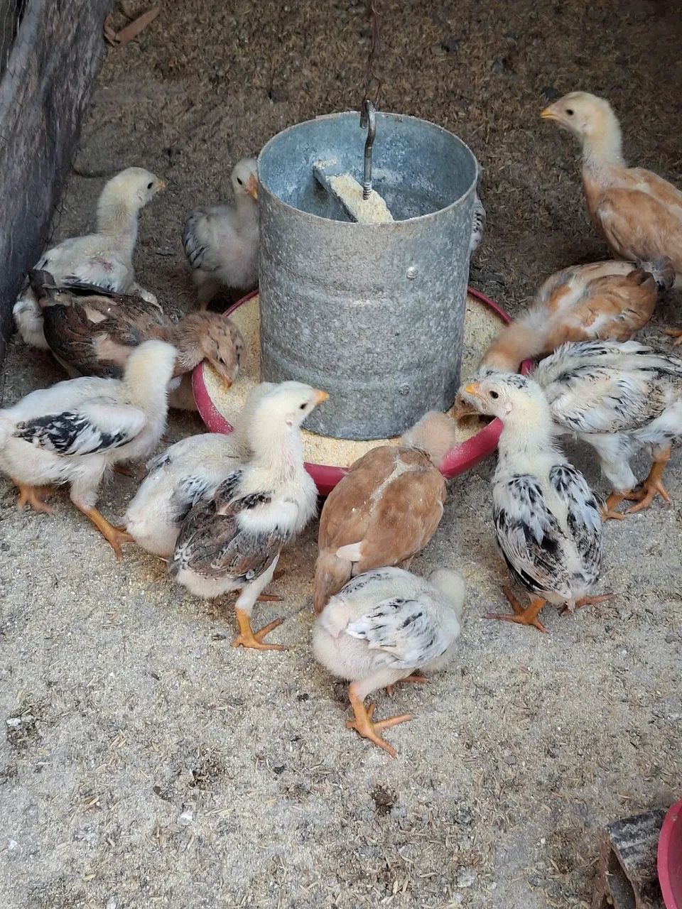 Pintinhos caipira