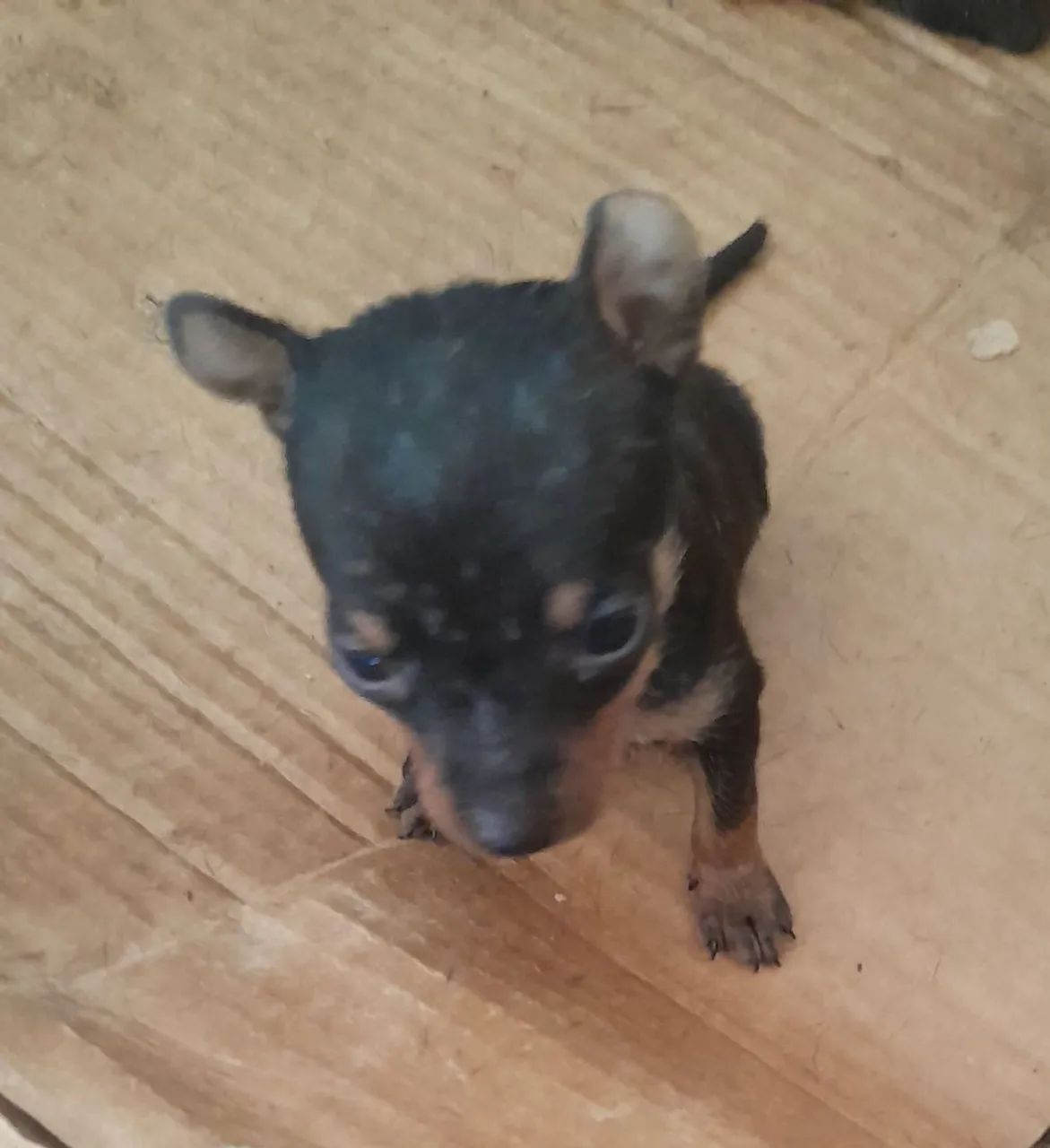 Cachorro pinscher  - Foto 2