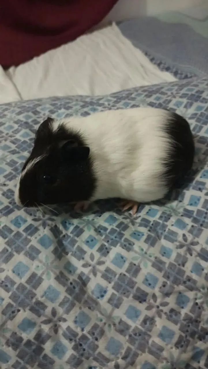 Porquinhos da índia inglês  - Foto 4