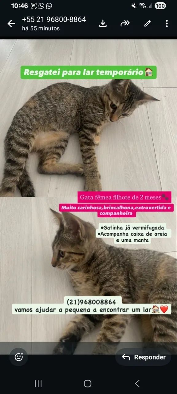 Gatinha linda 2 meses adoção 