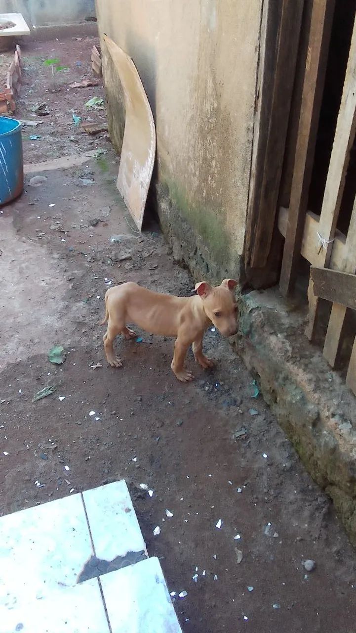 Vendo filhote de pit bull