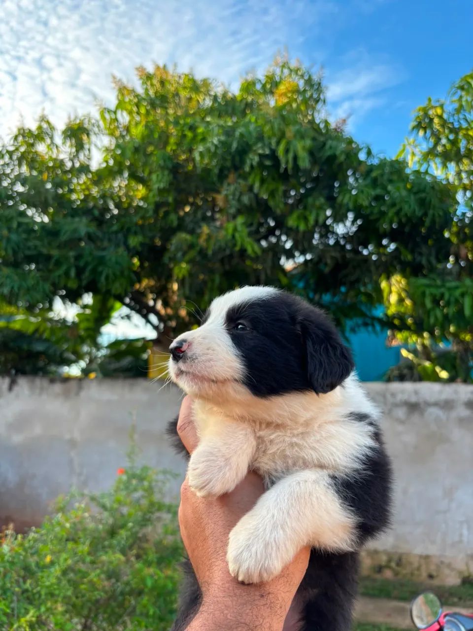 Border collie - Foto 3