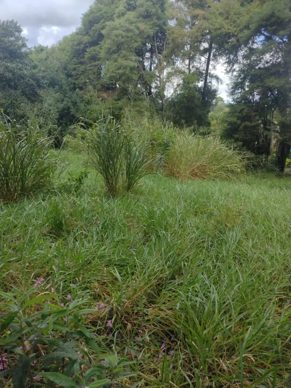 Terreno com  1128 me² em Vale Verde - Valinhos - SP - Foto 4