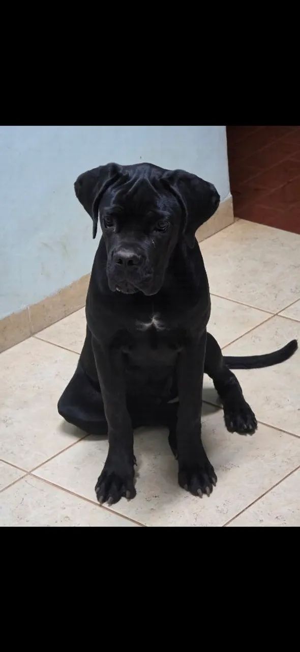 Cane corso  - Foto 2