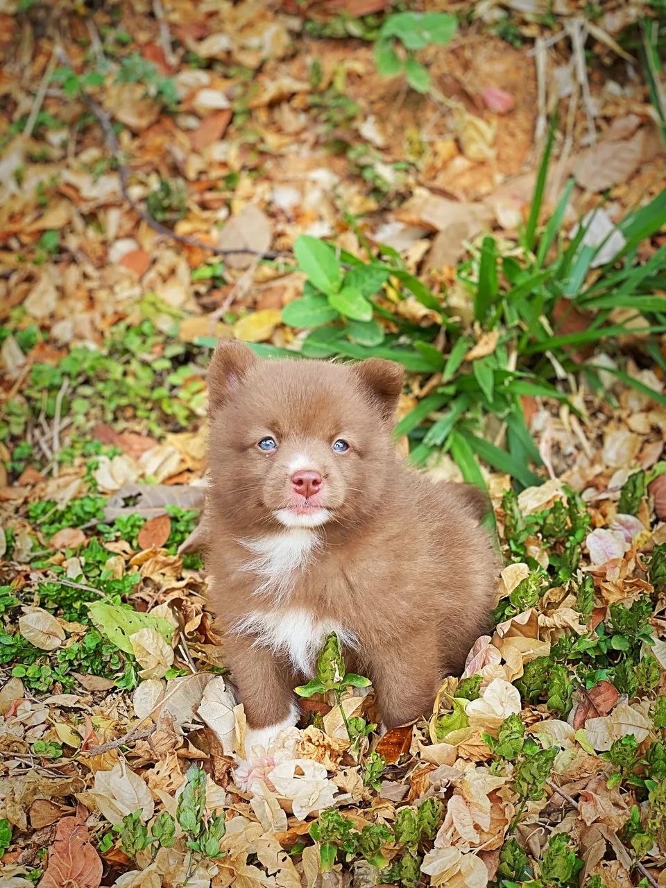 Pomsky com pedigree - Foto 3