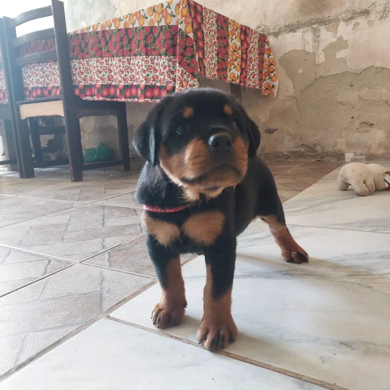 Bebe Rotwaler cabeça de touro - Foto 4