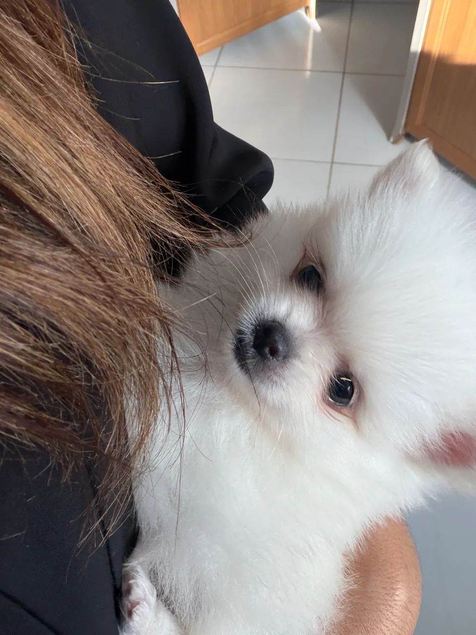 Animais  - Foto 2