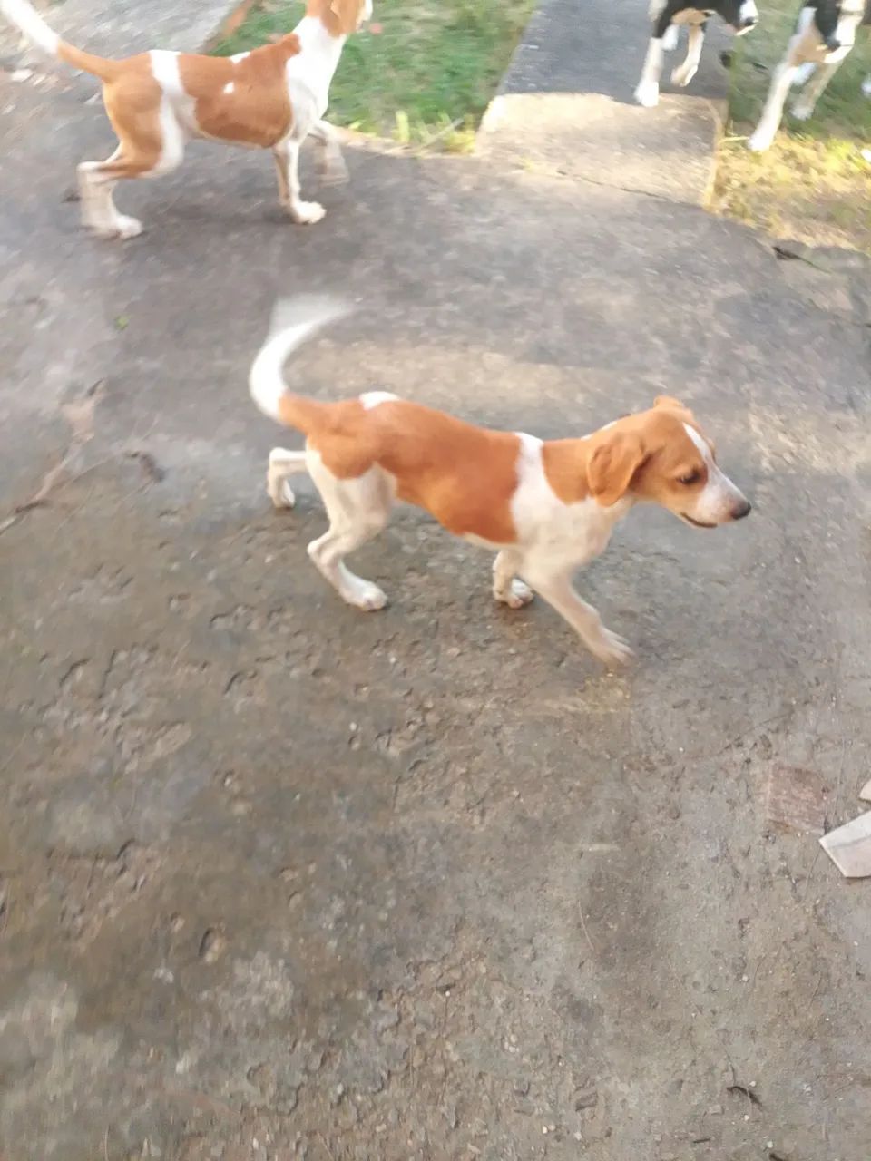 dog alemão - Foto 4